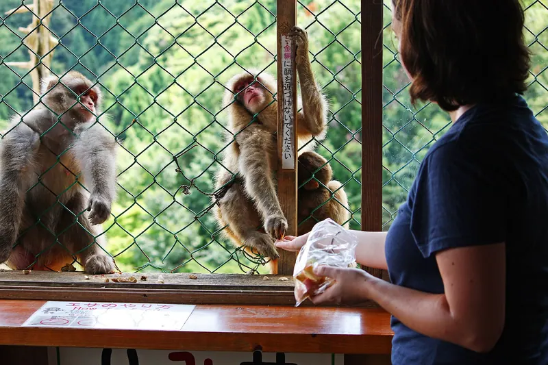 Iwatayama Monkey Park