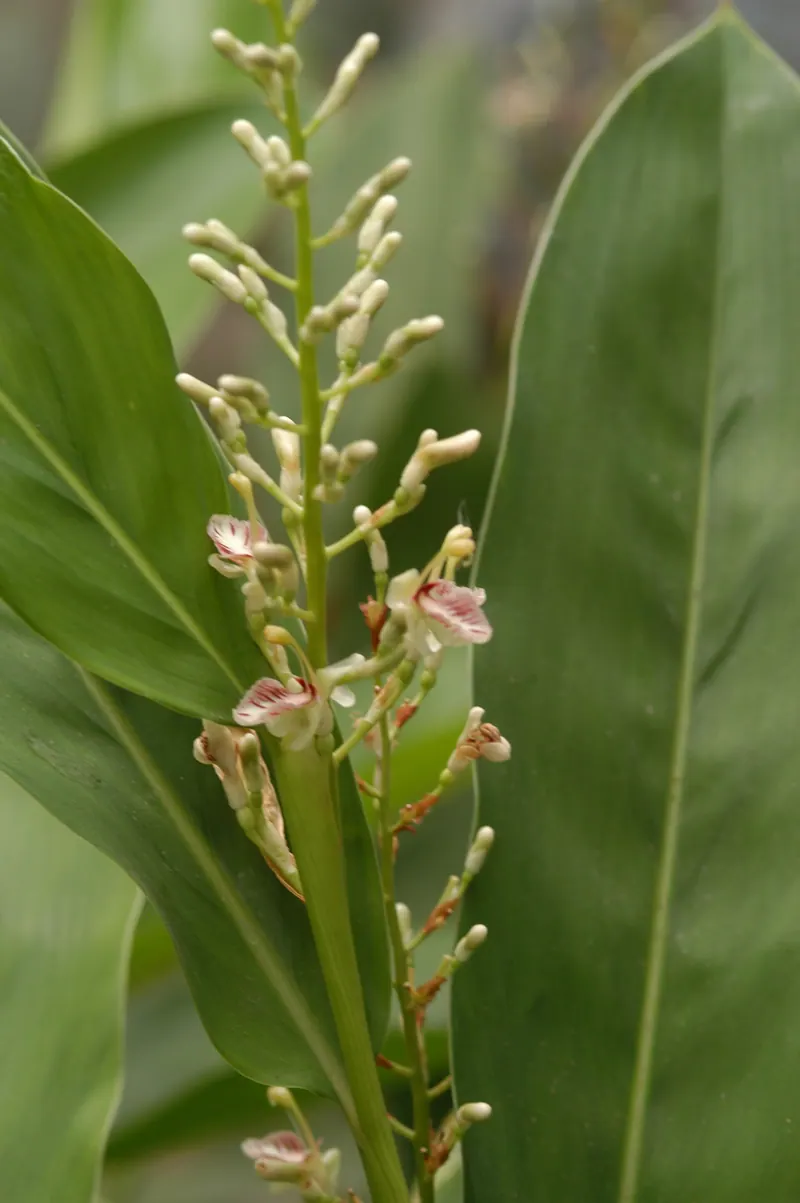 Tanegashima Division, Research Center for Medicinal Plant Resources