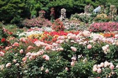 Keisei Rose Garden
