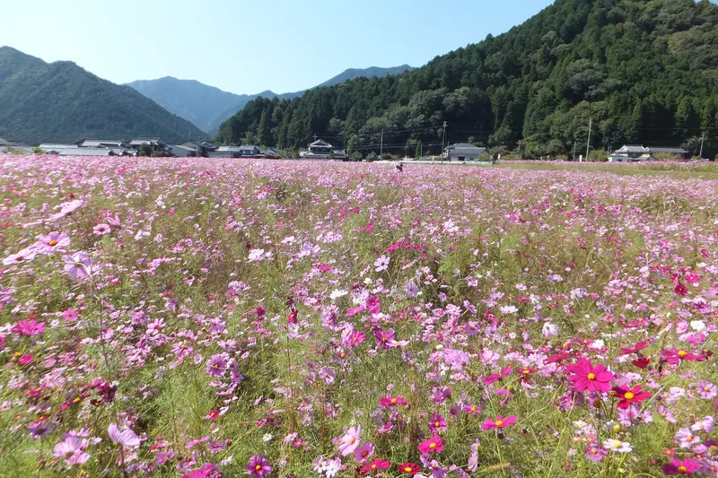 Kiyozumi Cosmos Garden