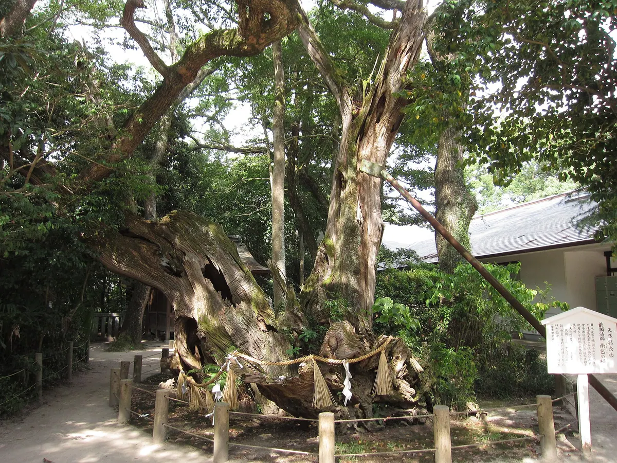 Nōin Hōshi Amagoi Camphor Tree