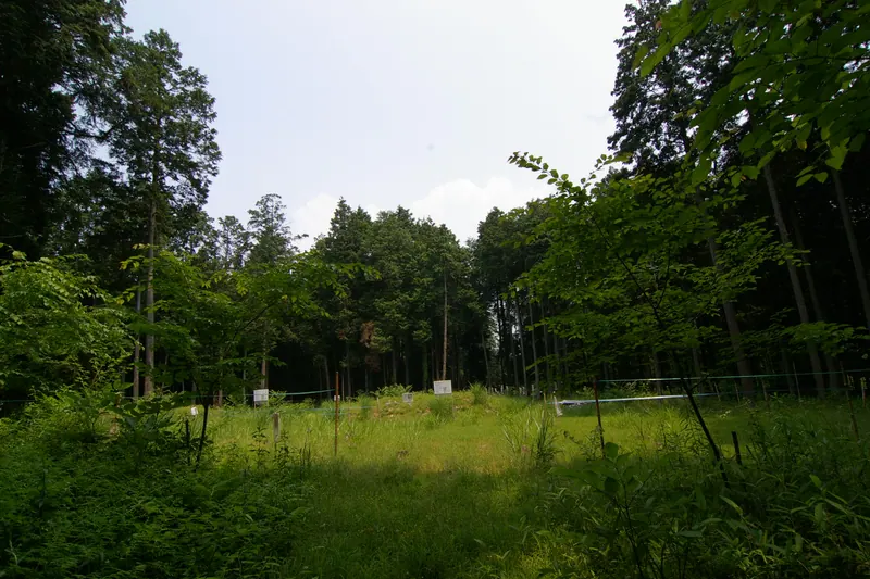 Shōge temple ruins