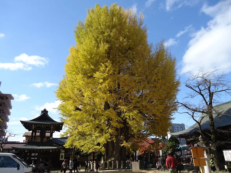 Great Ginkgo of Hida Kokubun-ji