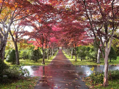 Hiraoka Jugei Center