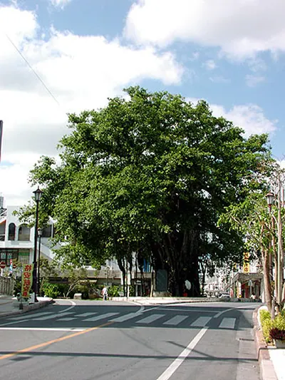 Hinpun Banyan Tree