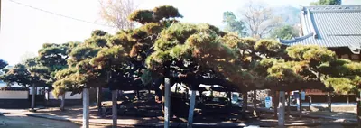Tengai Pine Tree