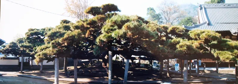 Tengai Pine Tree