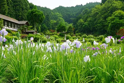 Yagyū Hanashōbu Garden