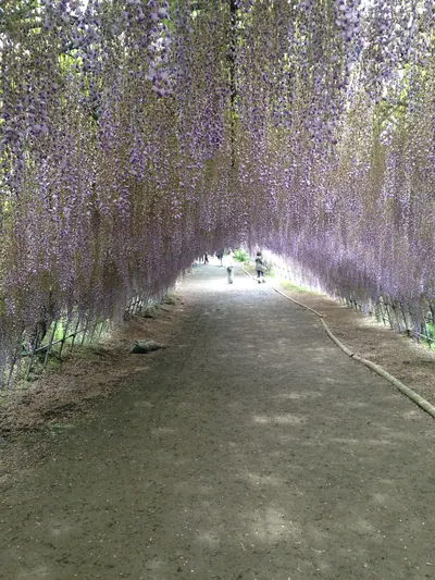 Kawachi Wisteria Garden