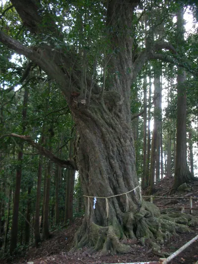 Mount Ōgame Forest Park