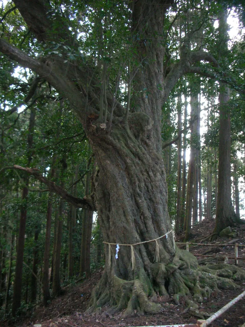 Mount Ōgame Forest Park