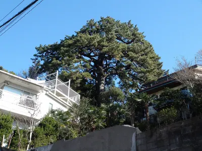 Akiba no Kuromatsu Black Pine
