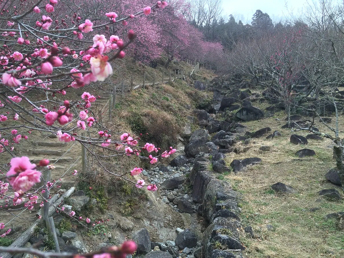 Tsukubasan bairin