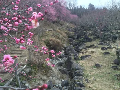 Tsukubasan bairin