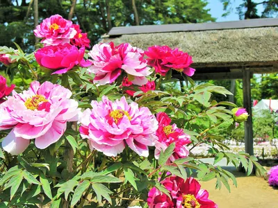 Sukagawa Peony Garden