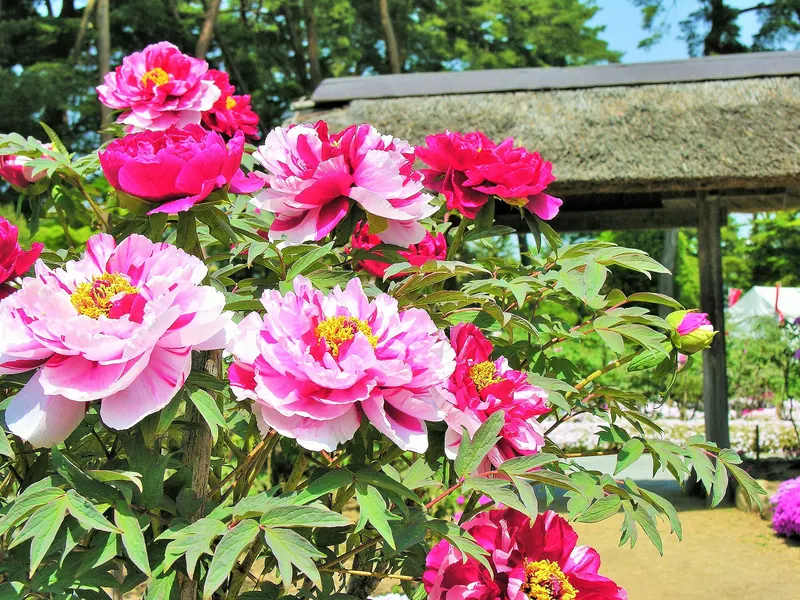 Sukagawa Peony Garden