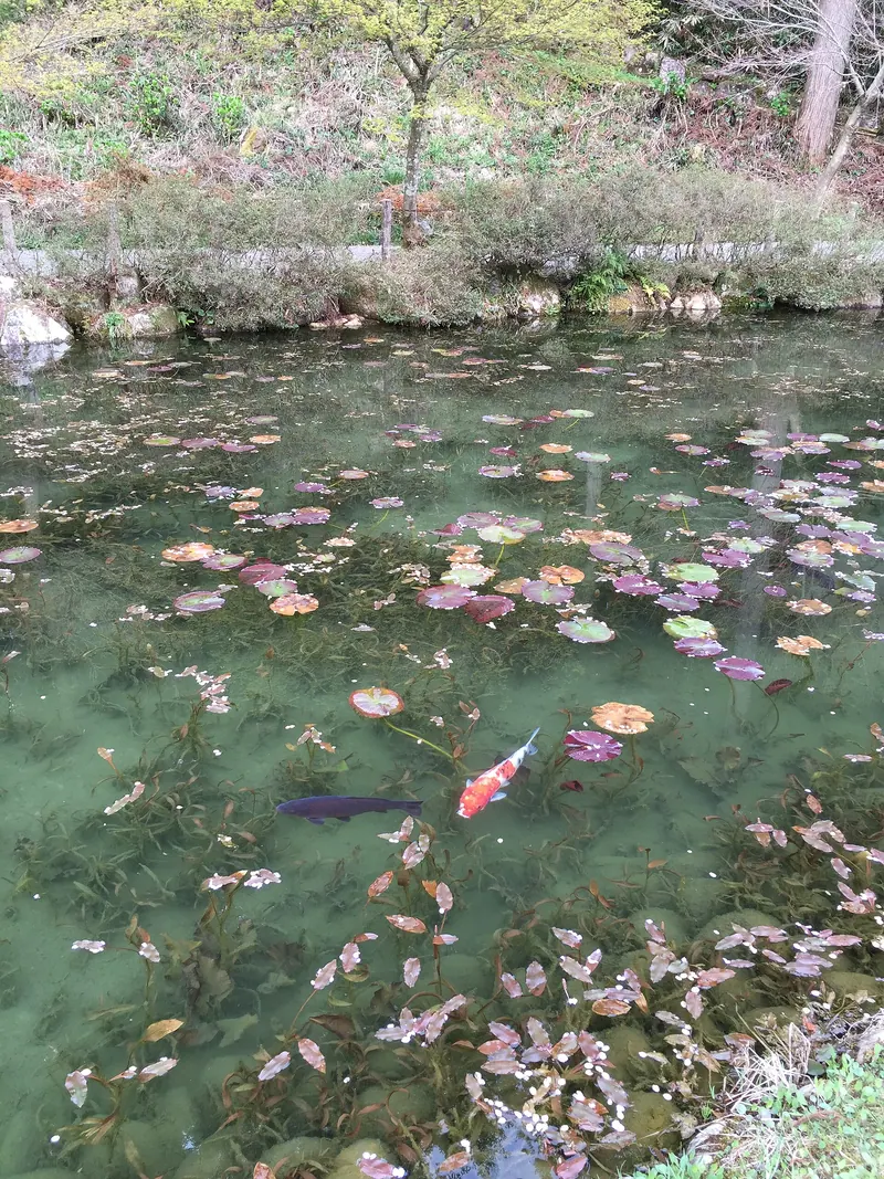 Monet's pond