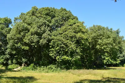 Tenno-no-mori Kofun