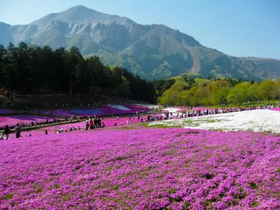 Moss Pink Hill