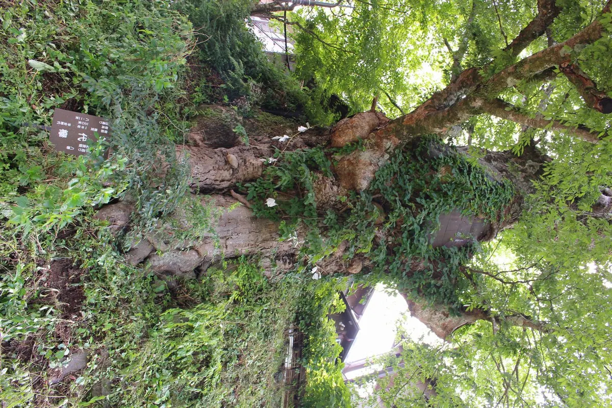 Mitake no Jindai Zelkova