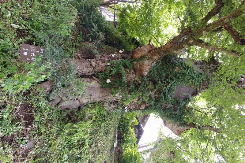 Mitake no Jindai Zelkova