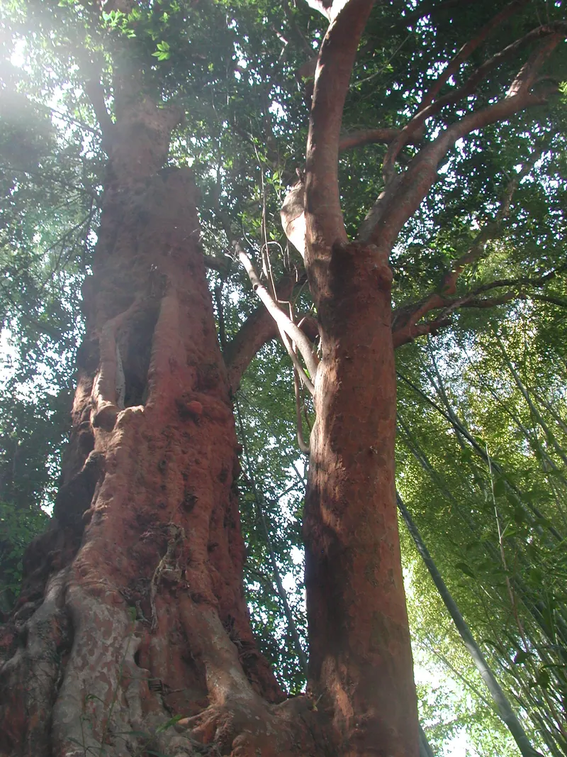 Hayakawa no Biranju