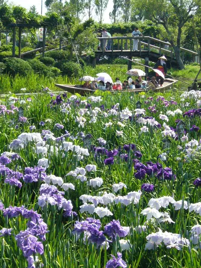 Suigō Sawara Ayame Park
