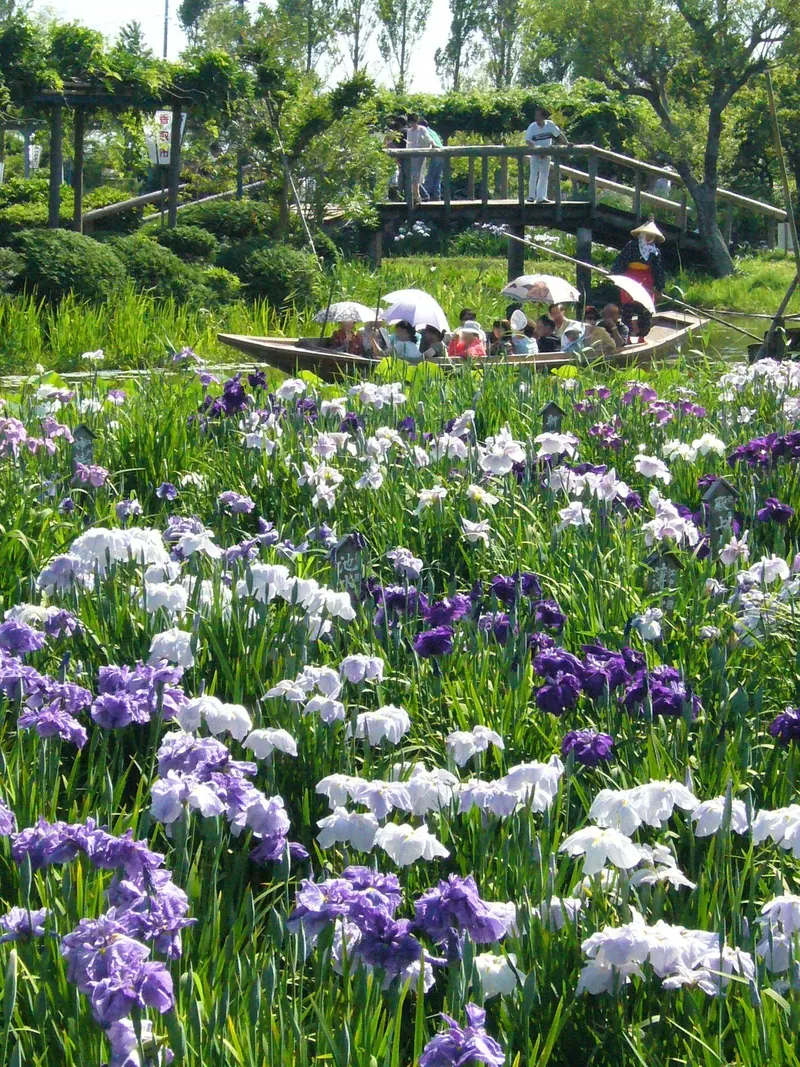 Suigō Sawara Ayame Park