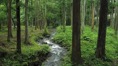 Mizubayashi Natural Forest