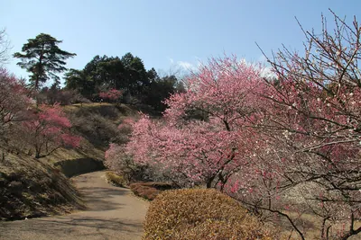 Ōme Plum Park