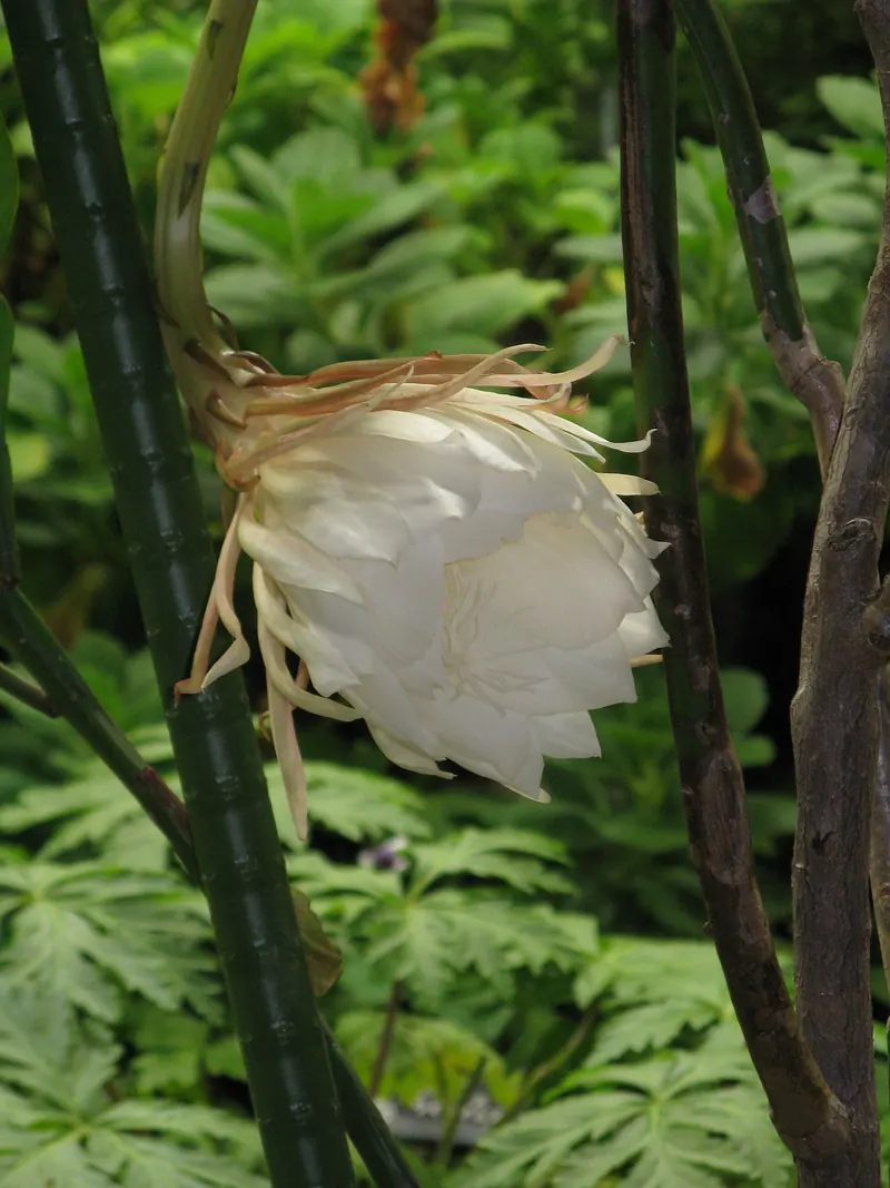 Botanic Gardens of Toyama