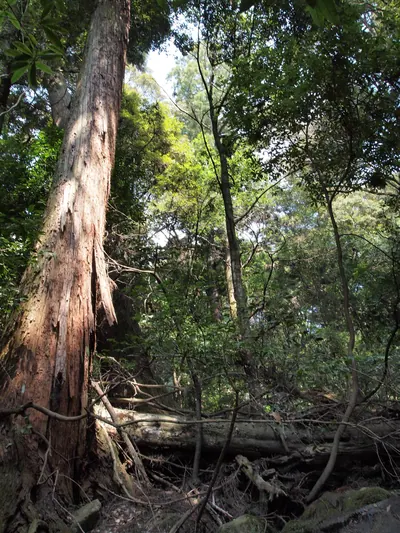 Kasugayama Primeval Forest
