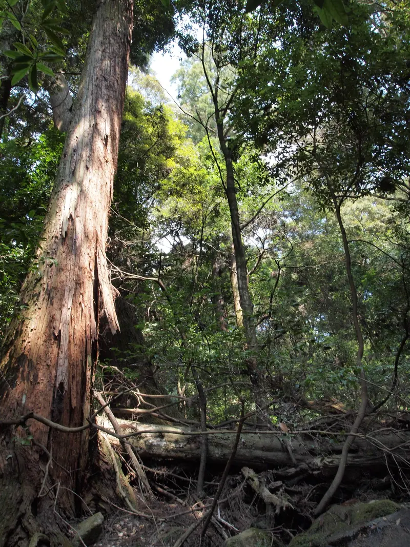 Kasugayama Primeval Forest