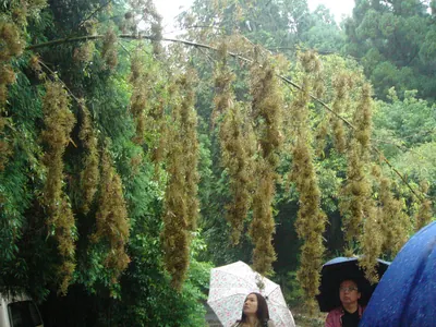 Fuji Bamboo Garden