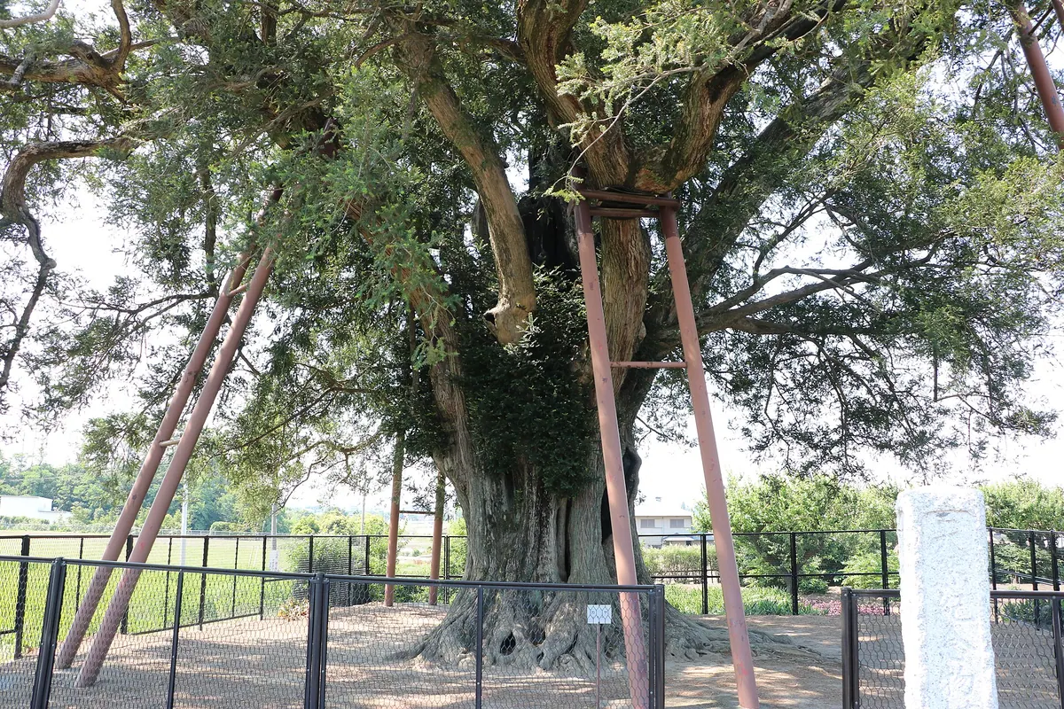 Yokomuro no Ōkaya Japanese Torreya