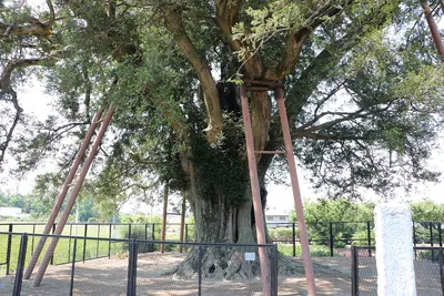 Yokomuro no Ōkaya Japanese Torreya