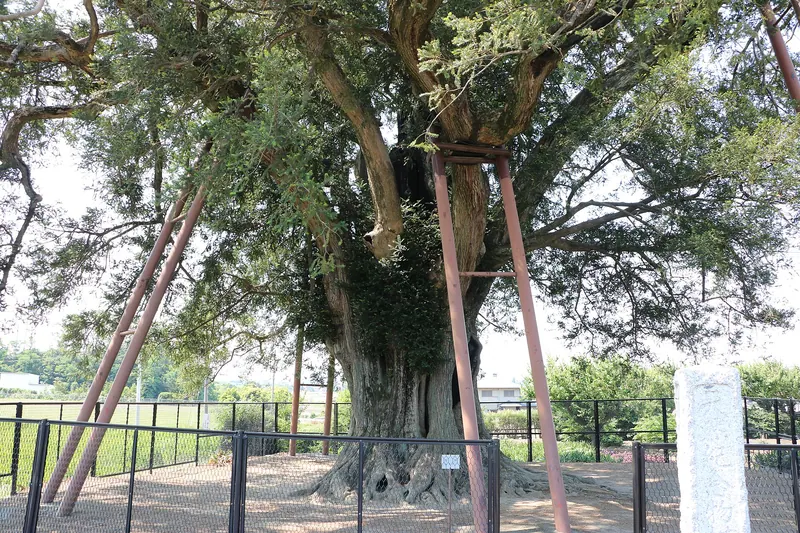 Yokomuro no Ōkaya Japanese Torreya