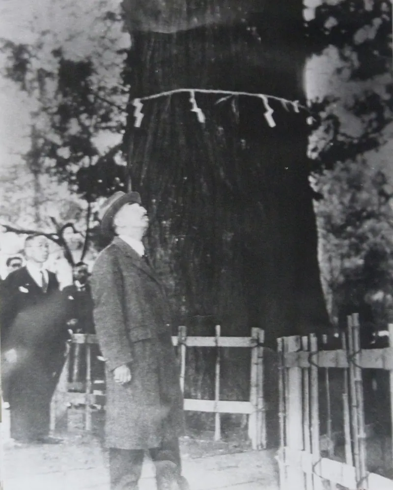 Great sugi of Kayano