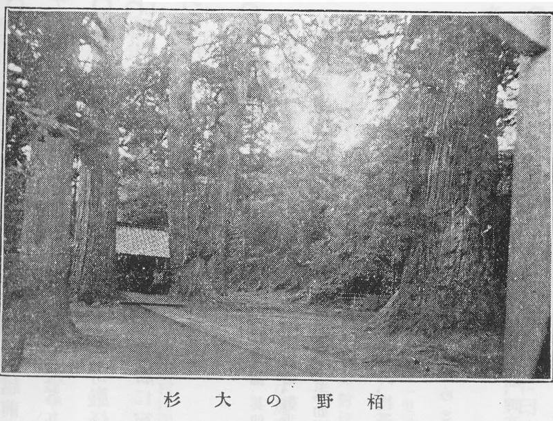 Great sugi of Kayano