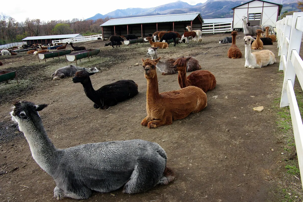 Nasu Alpaca Farm