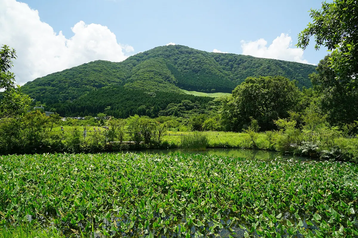 Hakone Botanical Garden of Wetlands