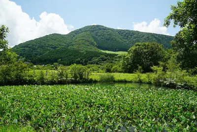 Hakone Botanical Garden of Wetlands