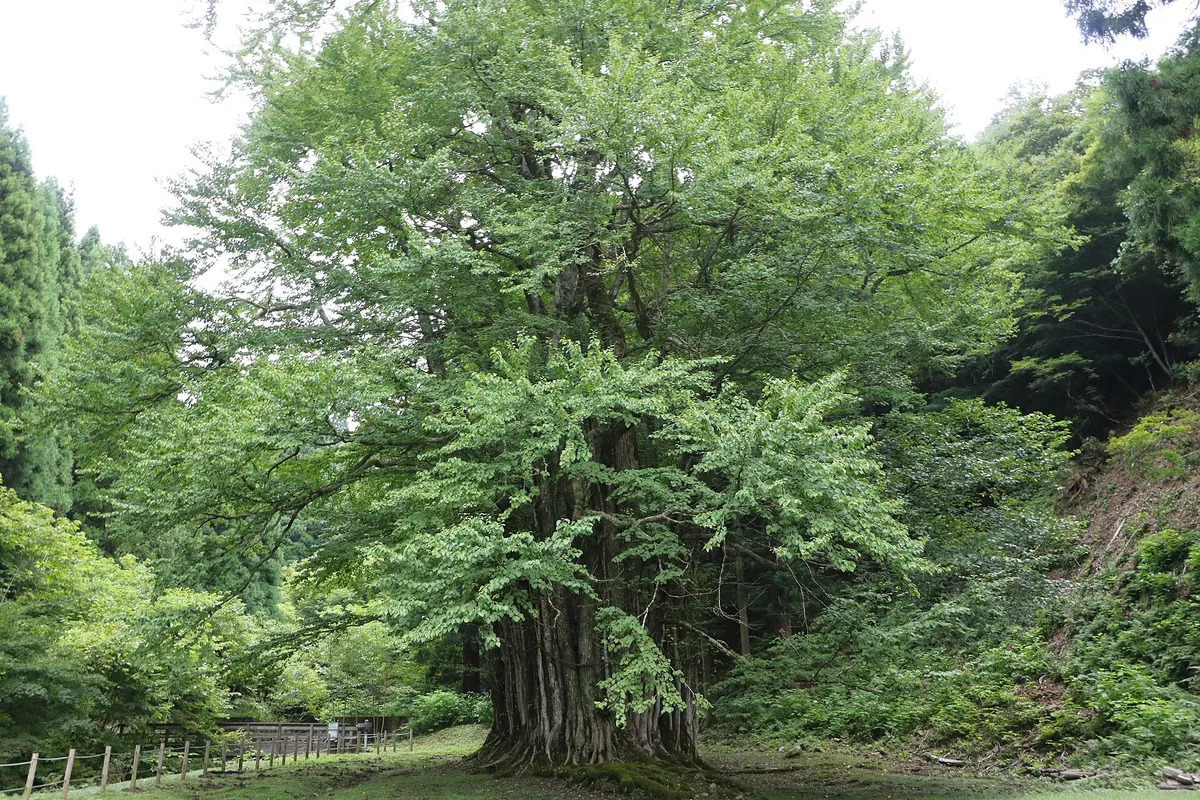 Grand Katsura of Itoi