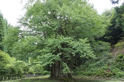 Grand Katsura of Itoi