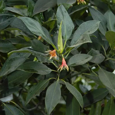 Himi Seaside Botanical Garden