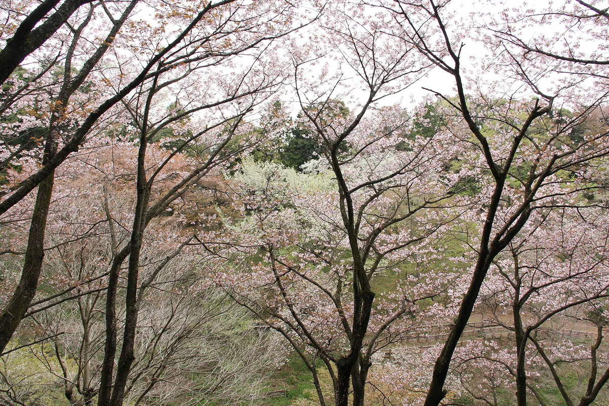 Tama Forest Science Garden