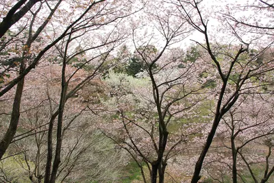 Tama Forest Science Garden
