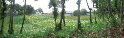 Tokorozawa Lily Garden