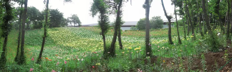 Tokorozawa Lily Garden