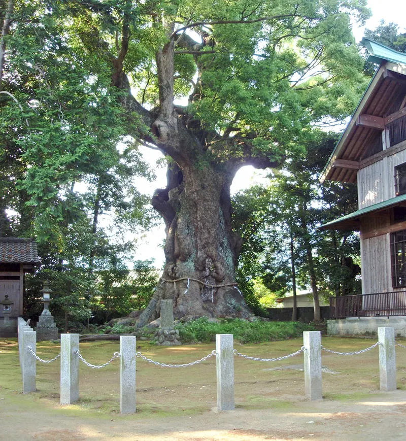 Giant Camphor Tree at Sugihokowake no Mikoto Shrine